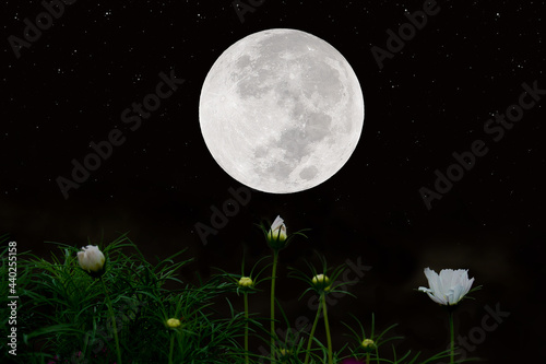 Full moon on sky with cosmos flowers silhouette at night.
