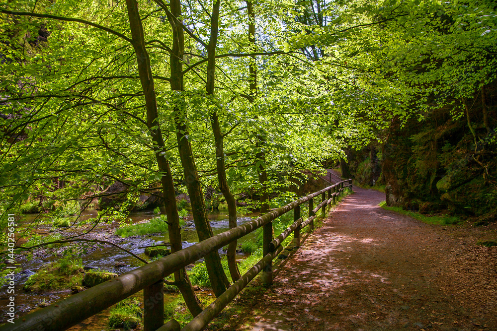 Obraz premium Road along the river in the Czech Switzerland National Park.