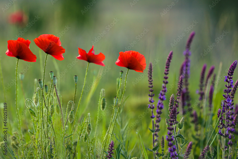 Fototapeta premium beautiful wildflowers poppies on a field in nature on a summer evening at sunset