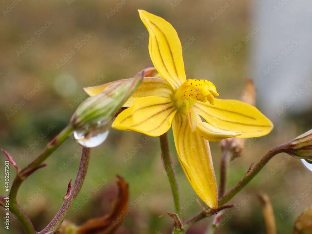 Yellow Lady's Hand Flower Bloom During Summer (Cyanella lutea), Mossel Bay, South Africa Yellow Lady's Hand Flower Bloom During Summer (Cyanella lutea), Mossel Bay, South Africa
