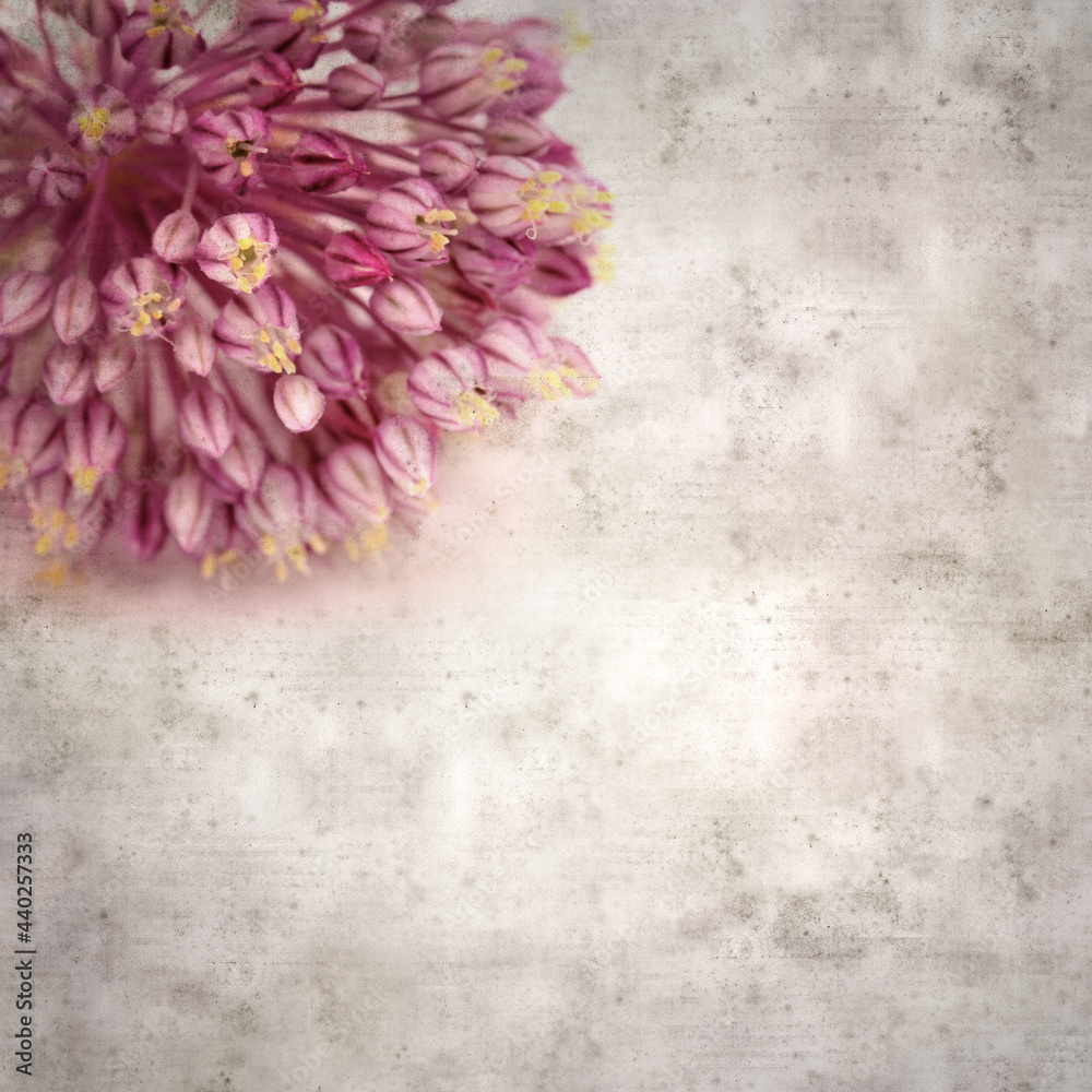 Fototapeta Textured stylish square old paper background with wild leek flowers