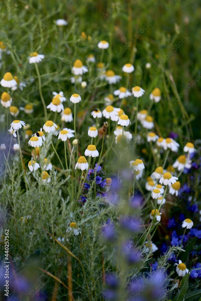 beautiful wild flowers chamomile on a field in nature on a summer evening at sunset
