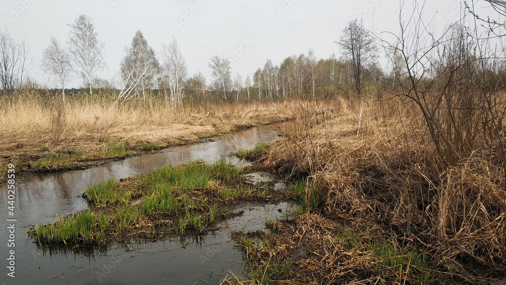 Swamps in the middle zone of the Urals of Russia in early summer of 2021. Nature of the Sverdlovsk region
