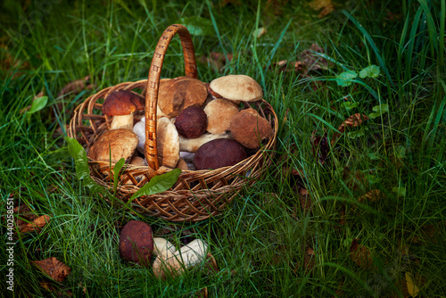 Edible healthy fungus picking season in the forest