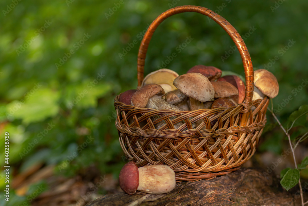 Edible healthy fungus picking season in the forest Edible healthy fungus picking season in the forest