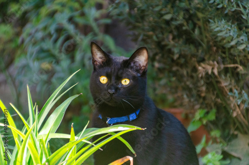 Gatto nel Parco