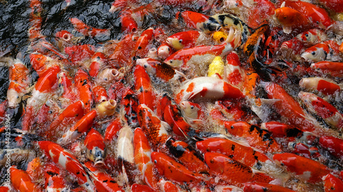 Group of colorful fancy carp fish (Koi fish), Feeding carp crowding together competing for food in pond of the garden, Top view