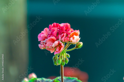 Cima di Fiore