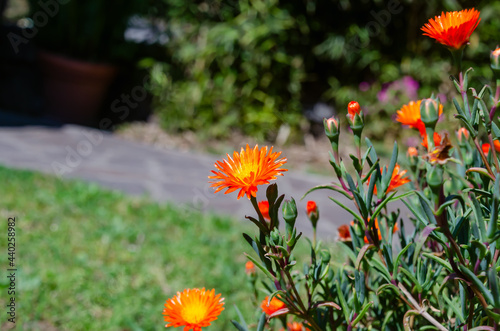 Fiore Arancione nel Giordino