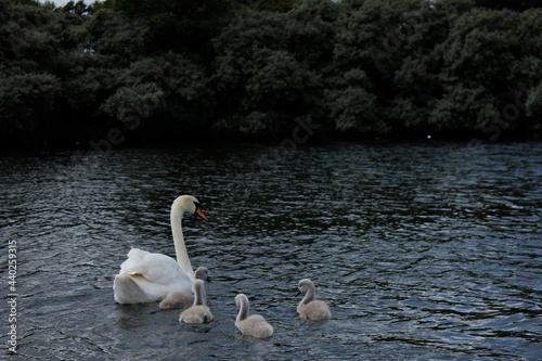 Fototapeta Naklejka Na Ścianę i Meble -  swan with her cygnets