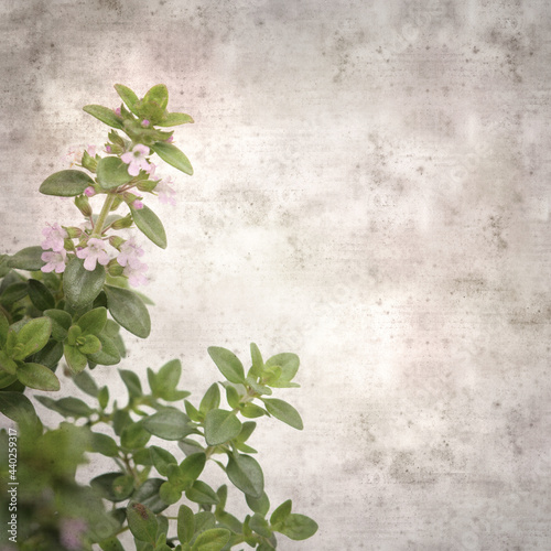 square stylish old textured paper background with lemon thyme 