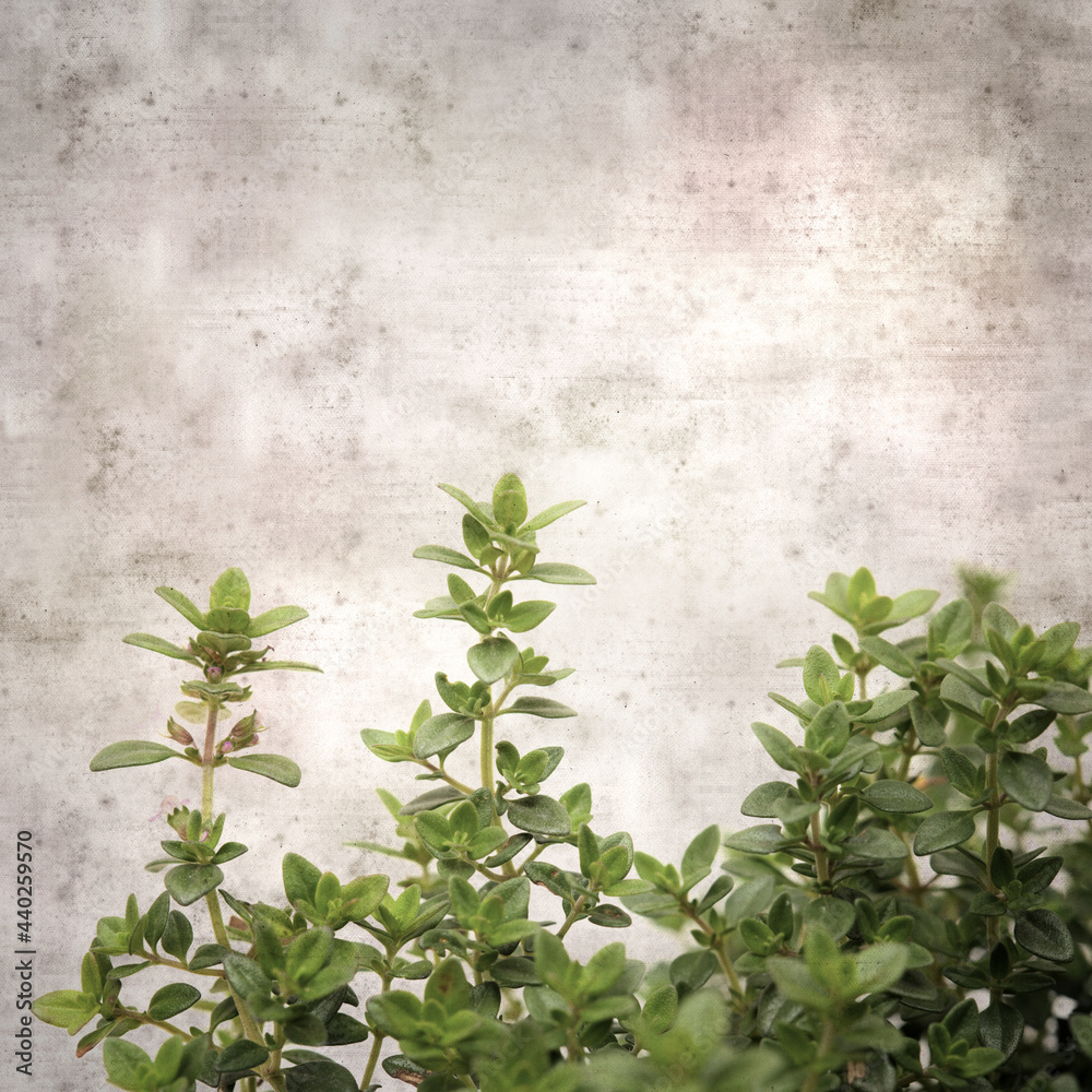 square stylish old textured paper background with lemon thyme
