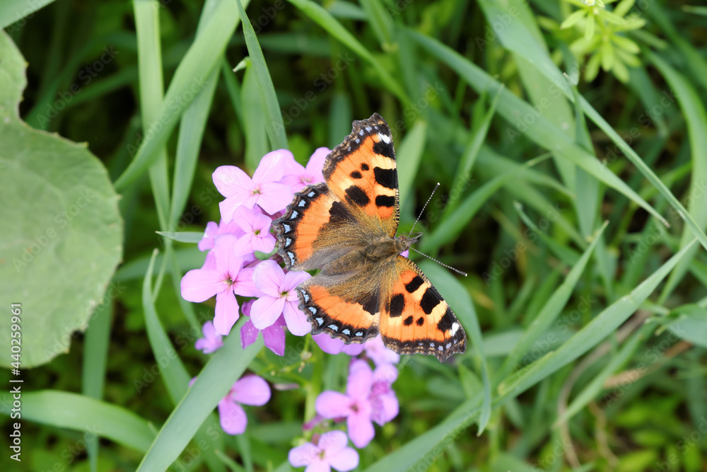 Obraz premium Beautiful multicolored butterfly close-up on purple wildflowers on a blurry background of green grass.