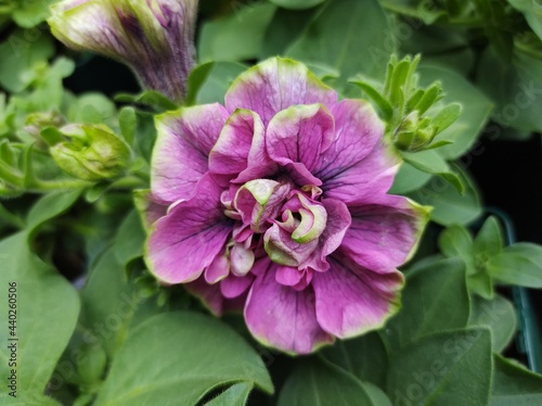 Petunia 'Tumbelina Darcey-Rosa'