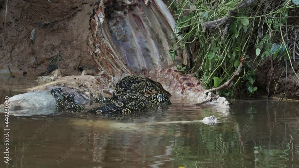 Varanus salvator or water monitor eating a deer carcass in the river at Khao yai national park , Thailand Varanus salvator or water monitor eating a deer carcass in the river at Khao yai national park , Thailand