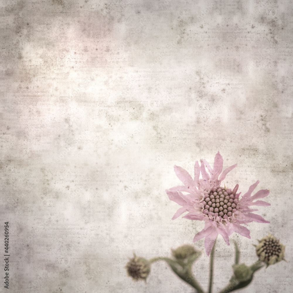 stylish textured old paper square background with Mountain scabious, Pterocephalus dumetorus
stylish textured old paper square background with Mountain scabious, Pterocephalus dumetorus