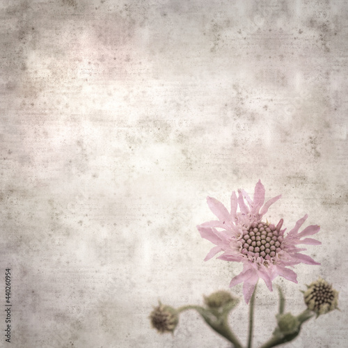stylish textured old paper square background with Mountain scabious, Pterocephalus dumetorus 