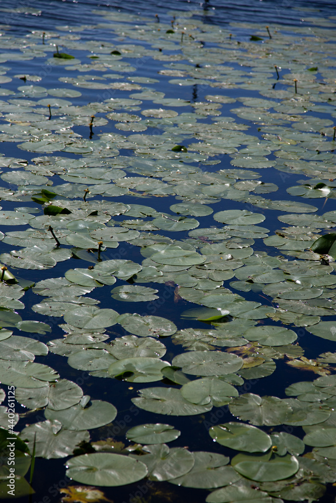 Water lily pads covering the water on the edge of a lake