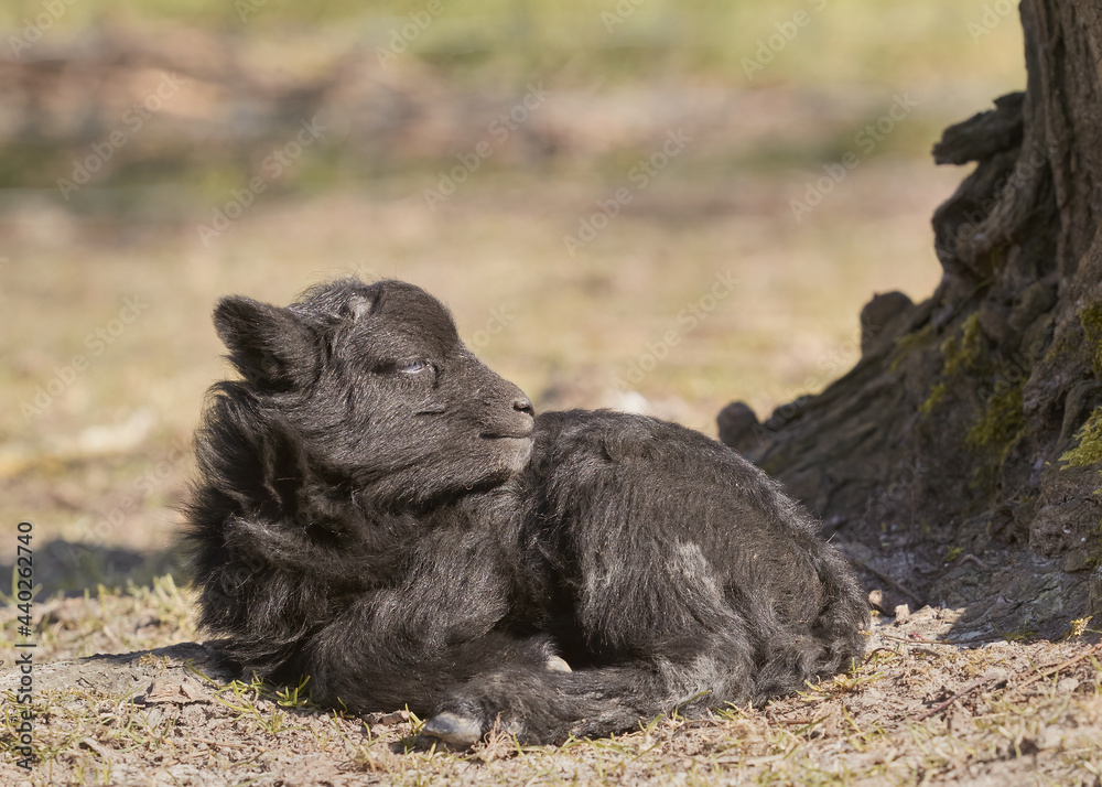 Black male ouessant lamb isolated on green yellow background Black male ouessant lamb isolated on green yellow background