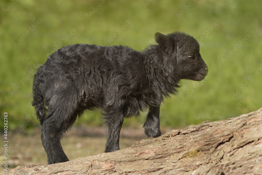 Fototapeta Black male ouessant lamb isolated on green background