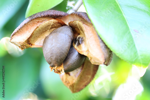 日差しの下のはじけそうなヤブツバキの種子。Seeds of camellia japonica in the sunlight.