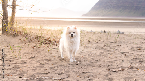 White pomeranian on the beach. on a sunny day with a mountain background