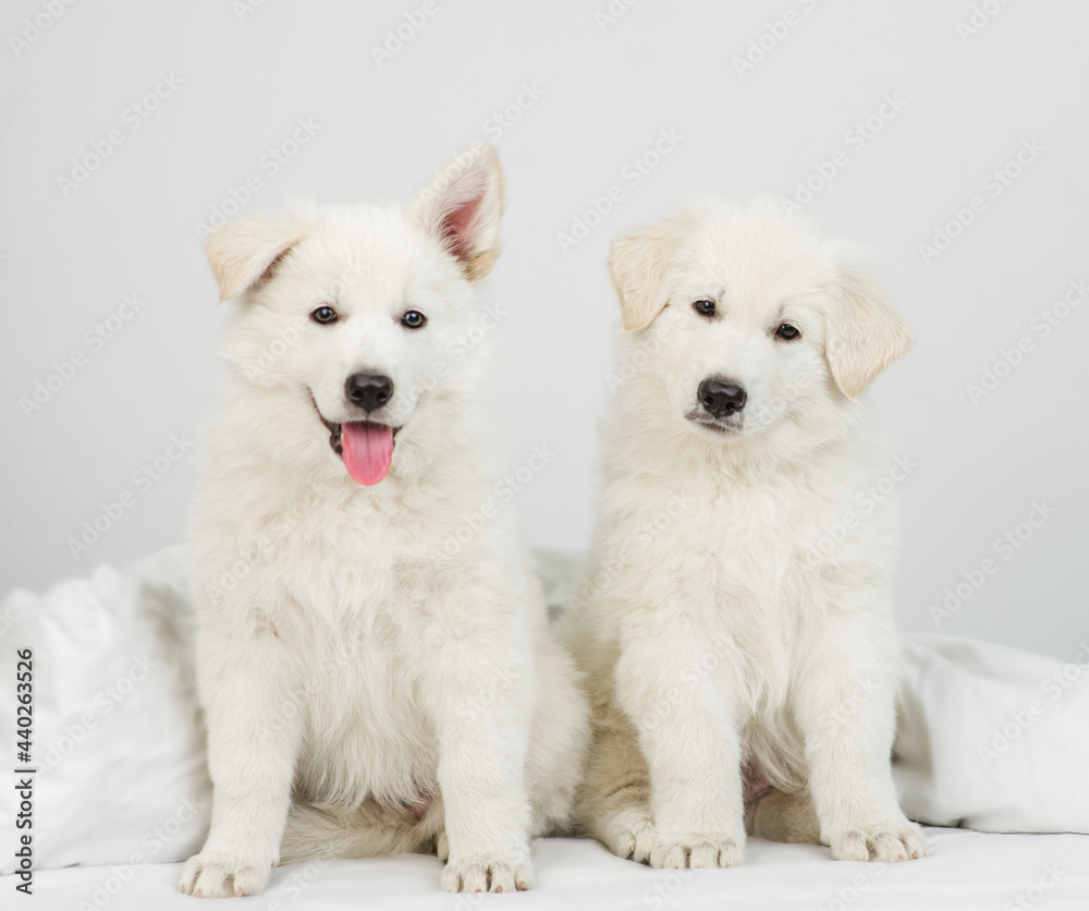 Two White swiss shepherd puppies sit together on a bed at home. One dog tilts its head