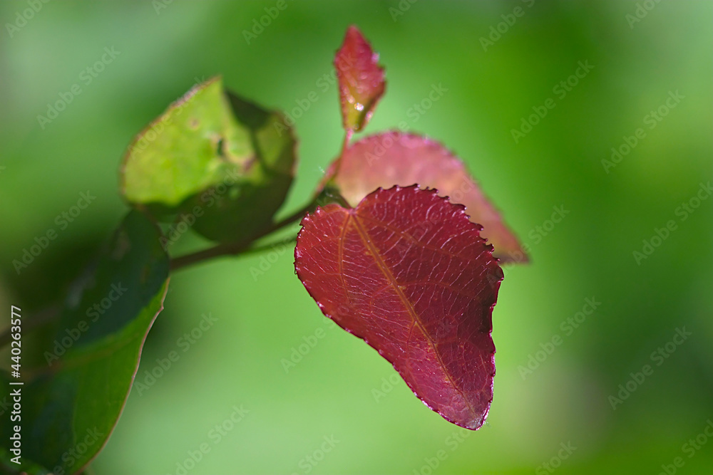 A thin twig with small red leaves A thin twig with small red leaves