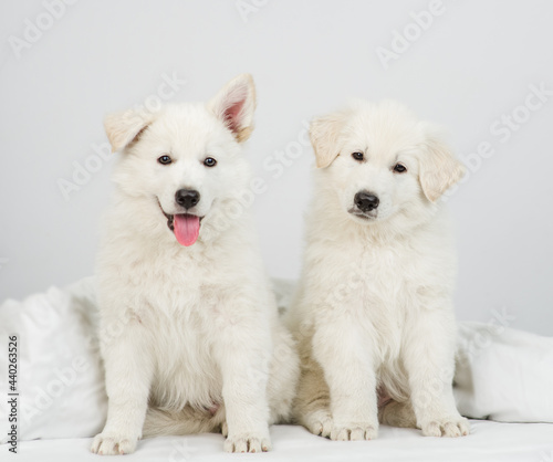 Two White swiss shepherd puppies sit together on a bed at home. One dog tilts its head