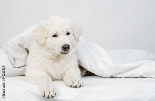Swiss shepherd puppy lying under white warm blanket on a bed at home
