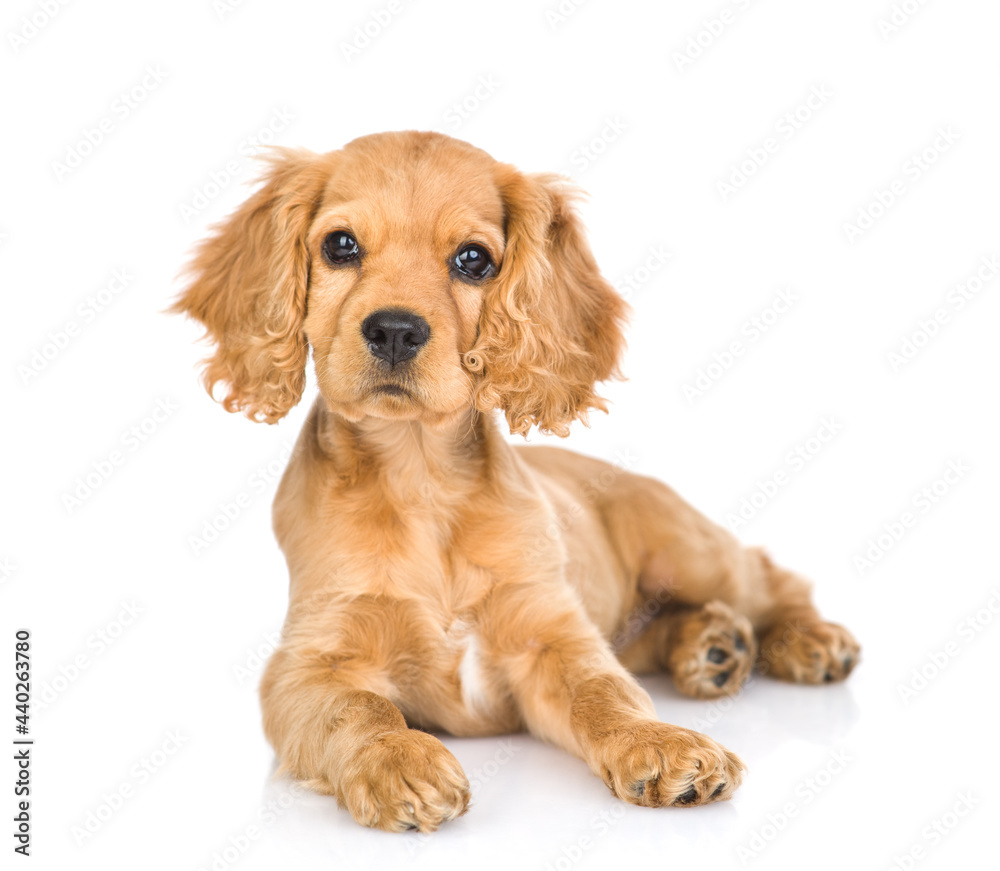 Portrait of a English cocker spaniel puppy lying in front view. isolated on white background