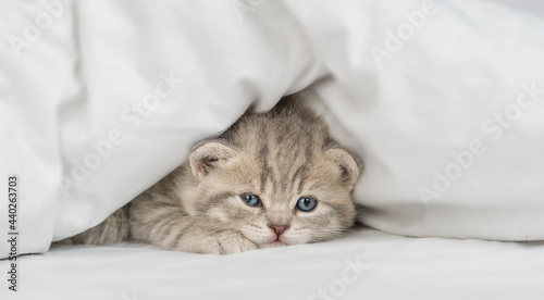Cute kitten warms up under a blanket in cold weather