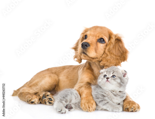 English cocker spaniel puppy dog hugs kitten. Pets look up together. isolated on white background
