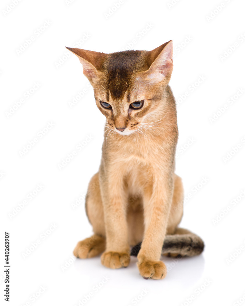 Young abyssinian young cat sits in front view and looks down. Isolated on white background