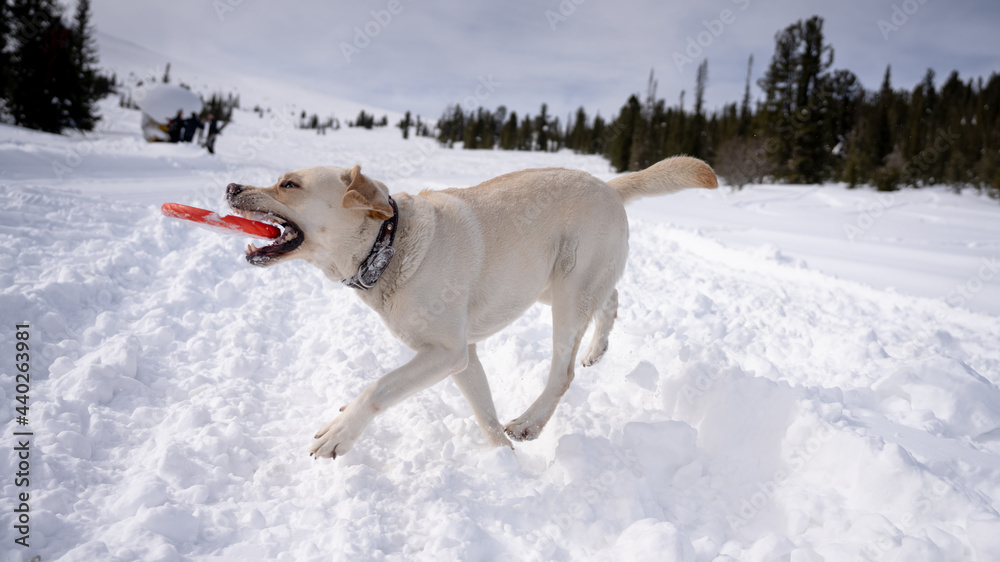 Labrador Retriever dog runs with a rubber plate in the snow