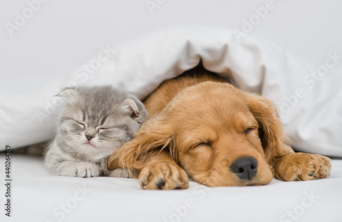 Cute kitten and English Cocker spaniel puppy sleep together under white warm blanket on a bed at home