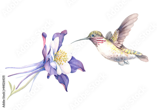 watercolour image of a hummingbird and 
a purple aquilegia flower