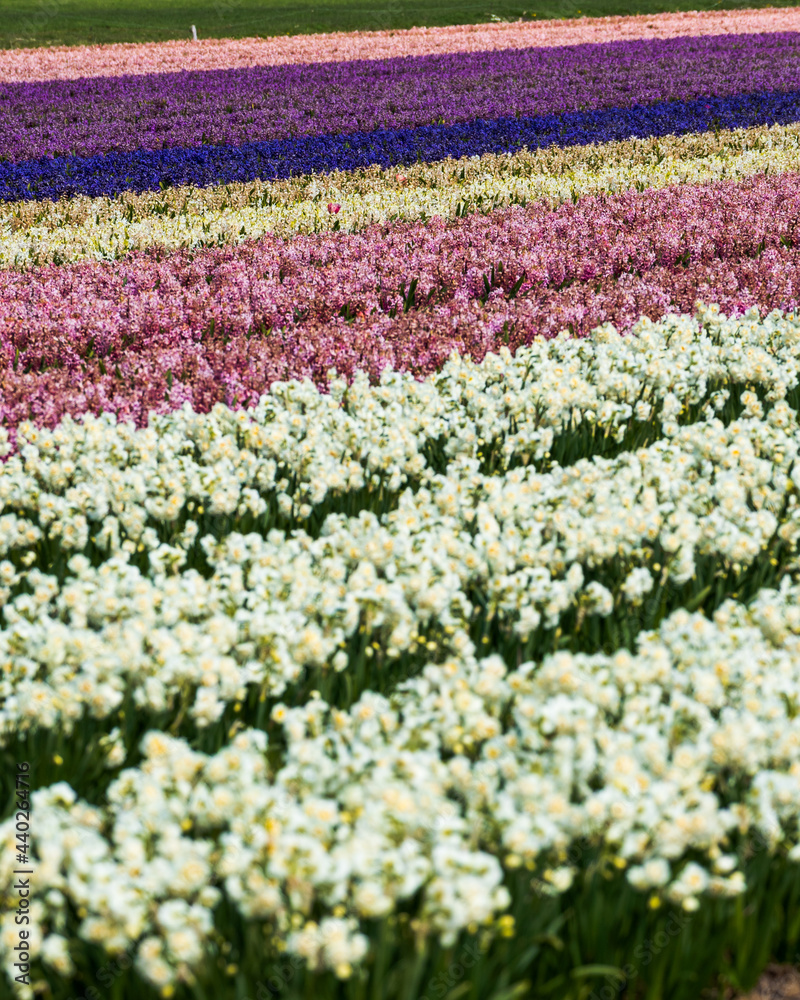 field of colourful flowers