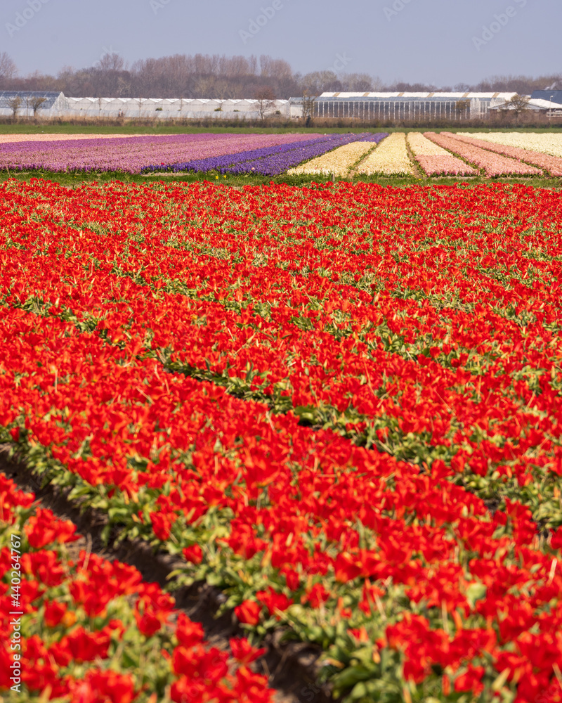 Field of red flowers with other flowers in background