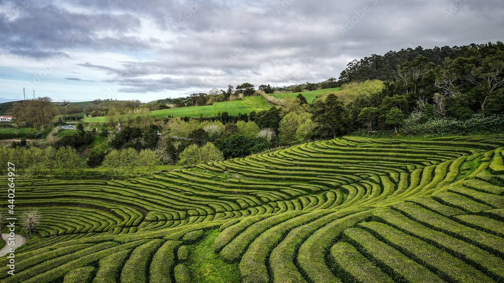 Gorreana tea fields on Sao Miguel Island, The Azores