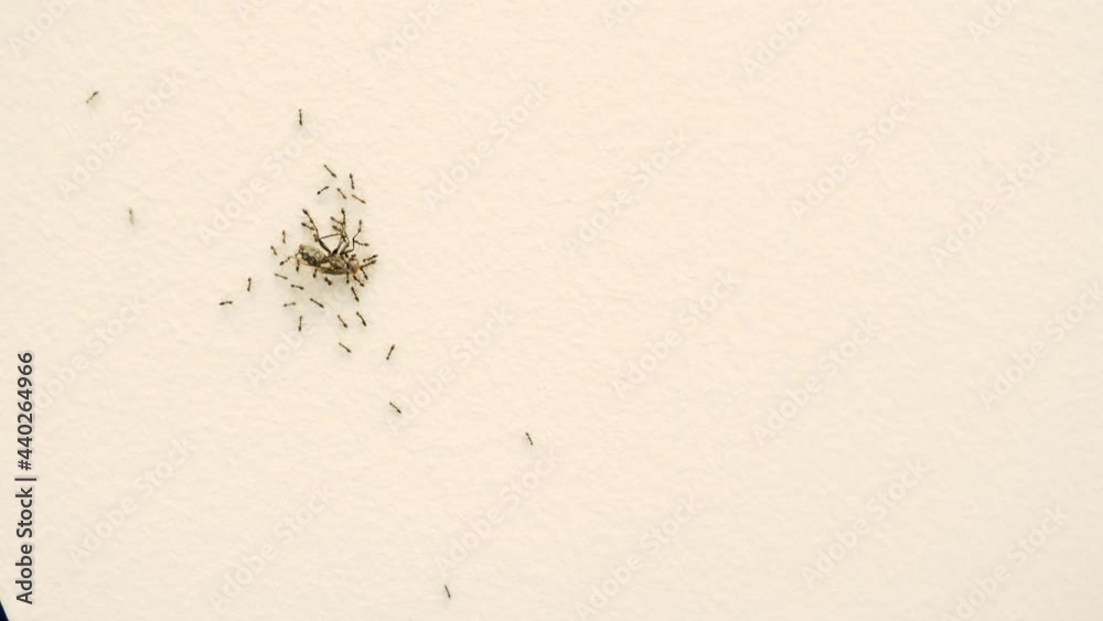 Ants trail, ants carrying a dead fly, moving up a wall. Concept for animal strength. Ants trail, ants carrying a dead fly, moving up a wall. Concept for animal strength.