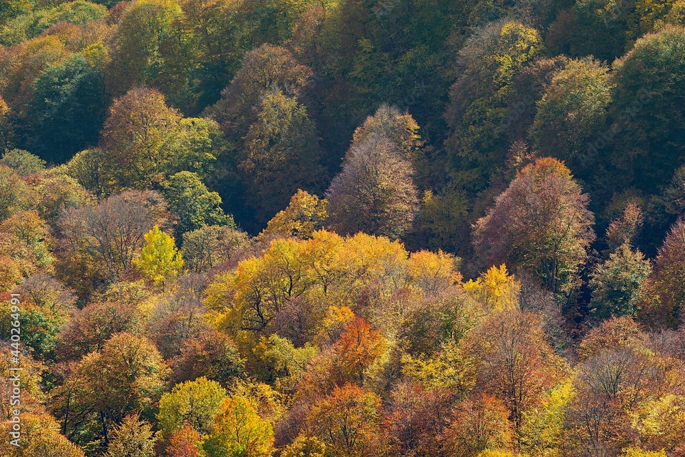 autumn trees in the forest