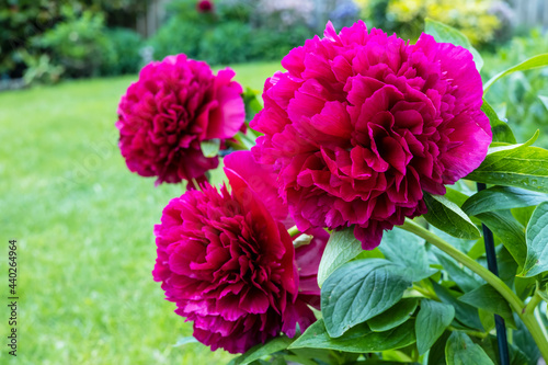 Fototapeta Naklejka Na Ścianę i Meble -  Trio of big fluffy deep red colour peony flowers in a garden.