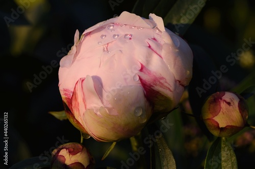 Foto Paeonia lactiflora 'Sarah Bernhardt' flower buds in water drops.