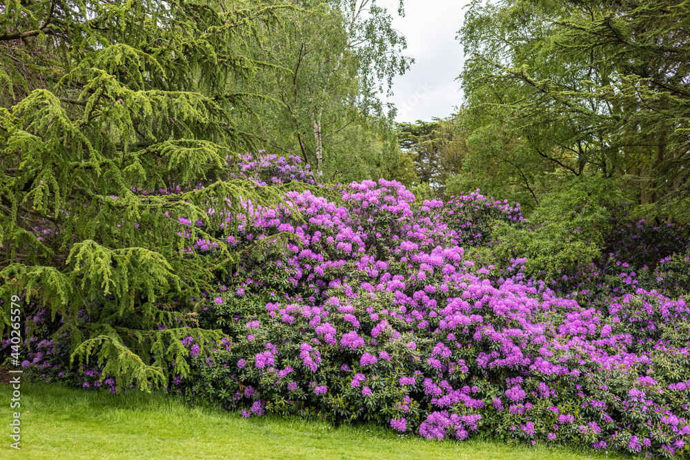 Large flowering shrubs of purple rhododendron in park.