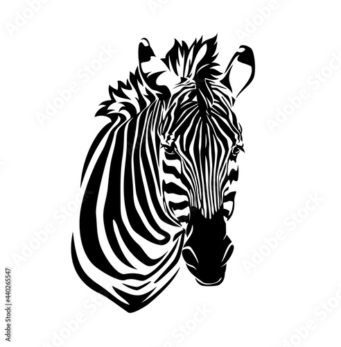 beautiful detailed realistic portrait of african zebra head - black and white animal vector outline design