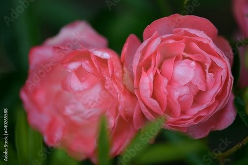 Blooming roses Margo Koster, closeup,  roses background. photo