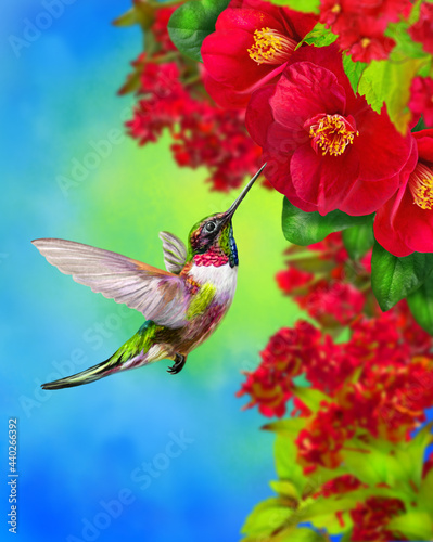 Summer, spring bright sunny background, a hummingbird bird flies, branches of a tree blooming with red, pink, white, tropical flowers, sky