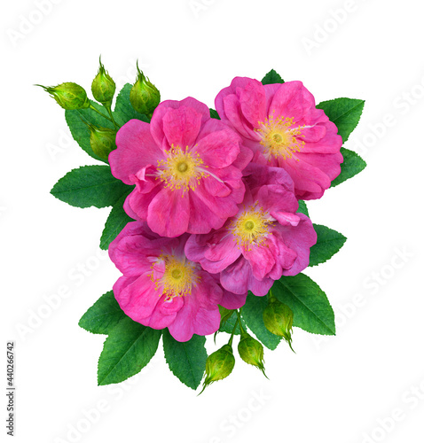 Floral arrangement of wild rose, pink rose hips, green foliage isolated on white background