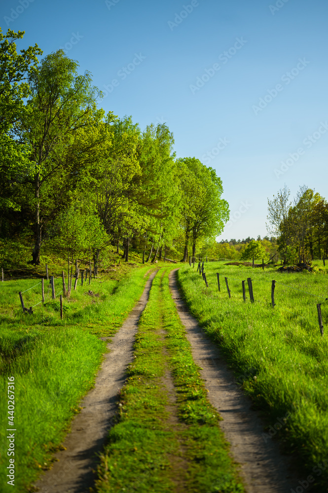 Country side road in a green field